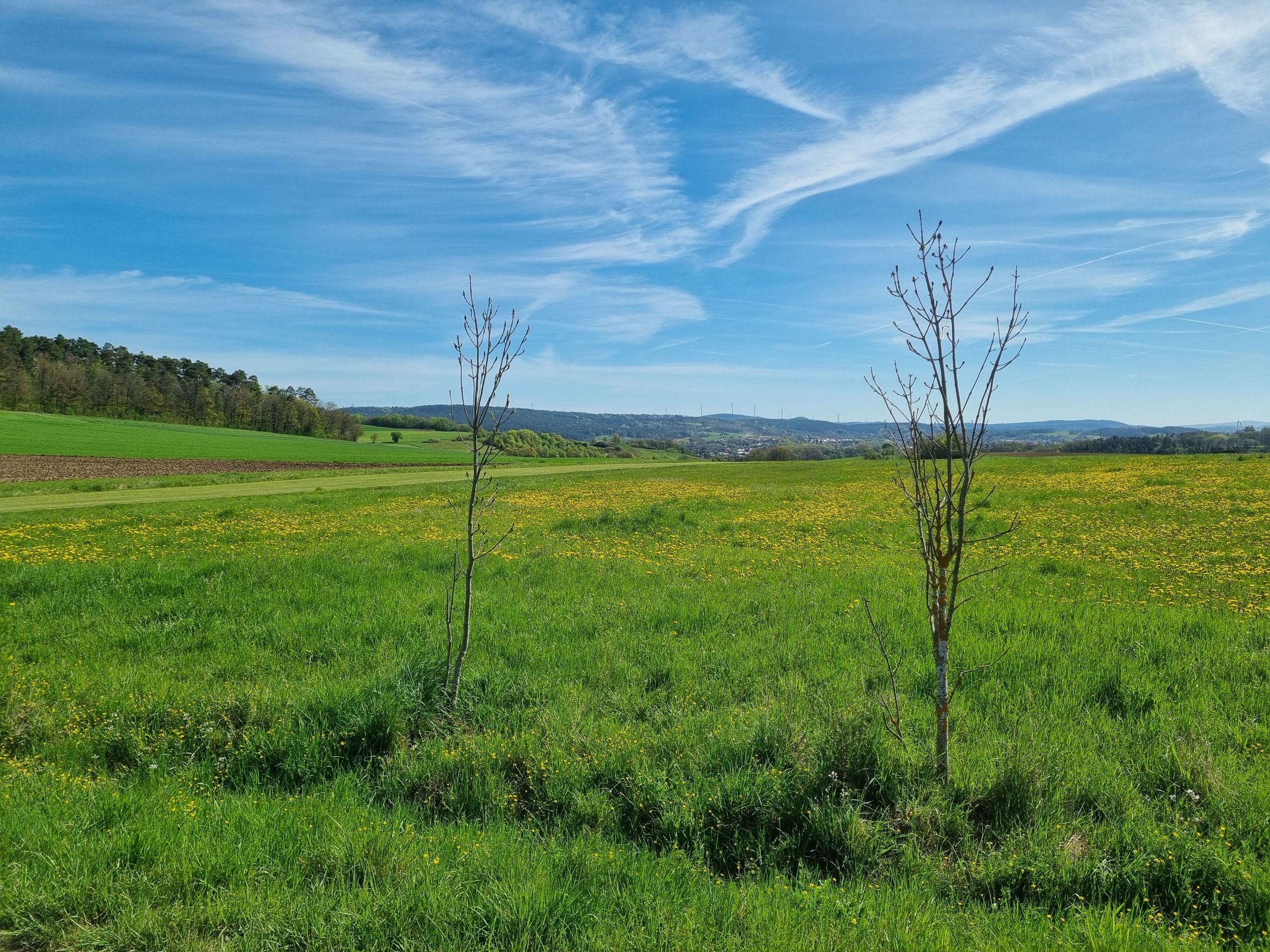 Bild Blick Wildwiese / Sicherheitsbereich